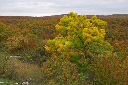 Осенняя &amp;quot;мимоза&amp;quot;