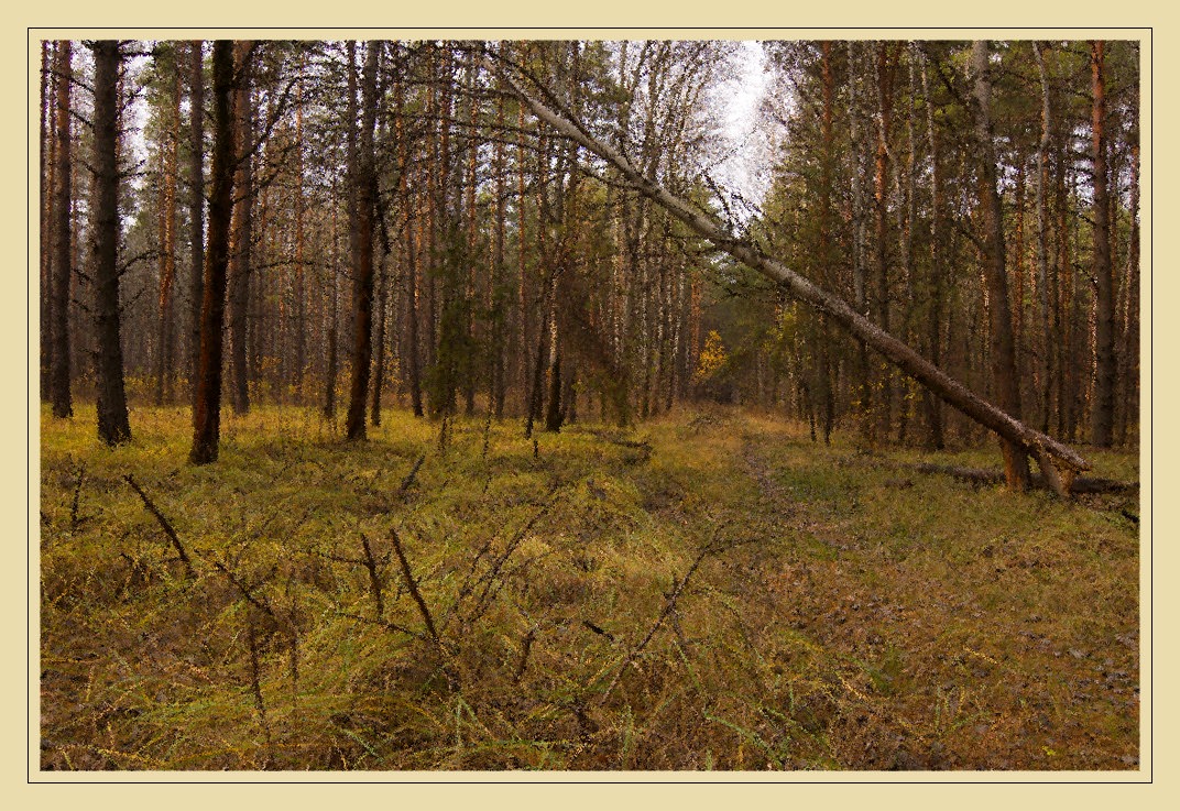 осень в сосновом лесу