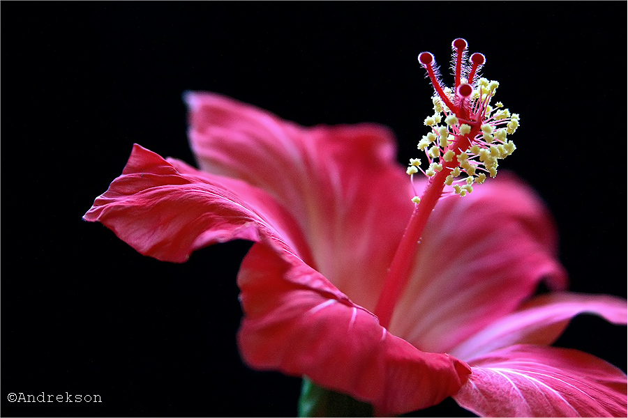 Hibiscus