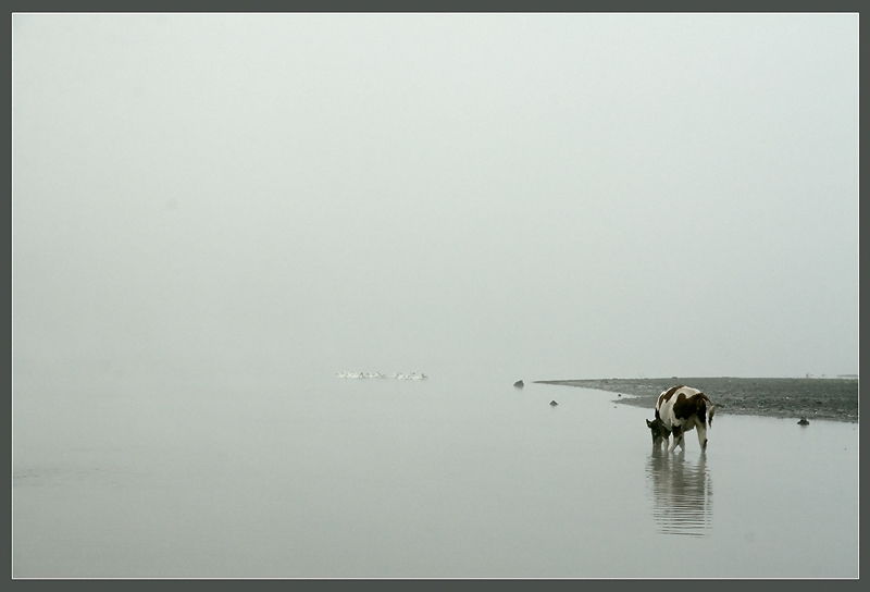 водопой