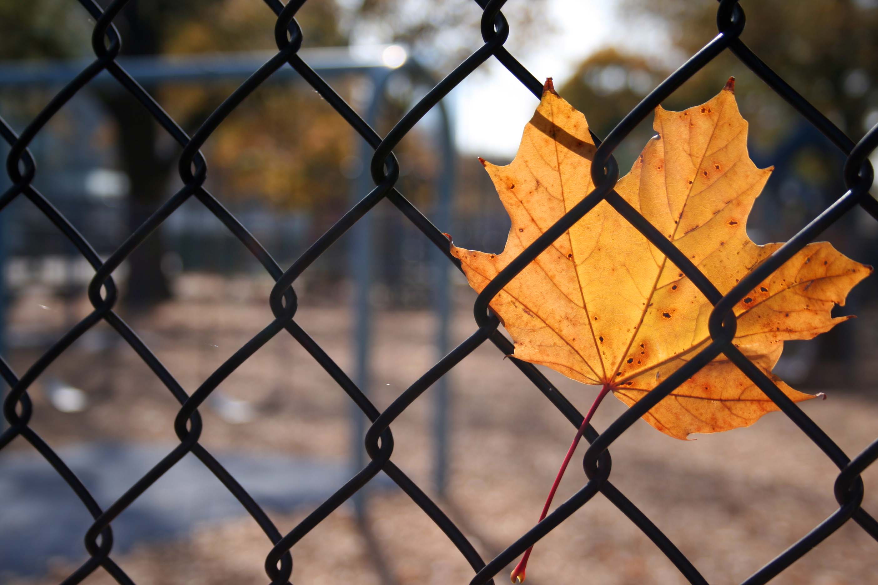 marple leaf