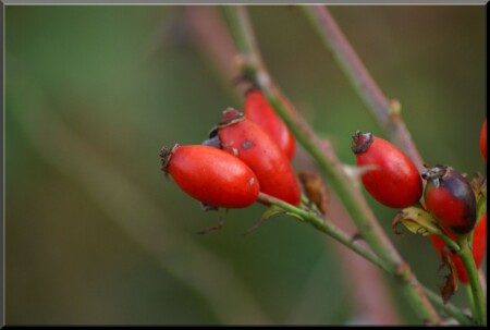 berries