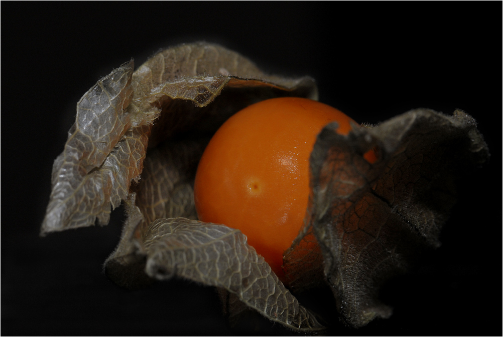 export quality-Physalis