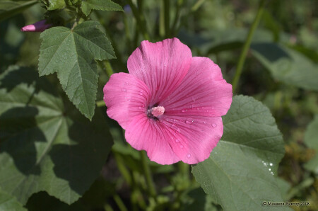 Утренний цветок