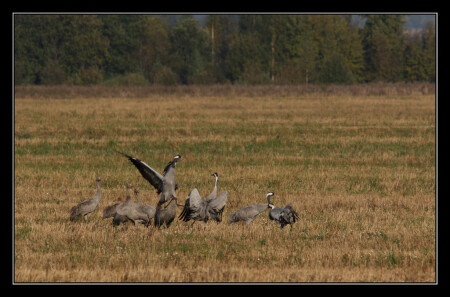 Местные разборки
