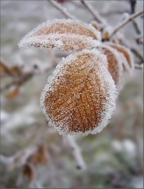 Осенний лист