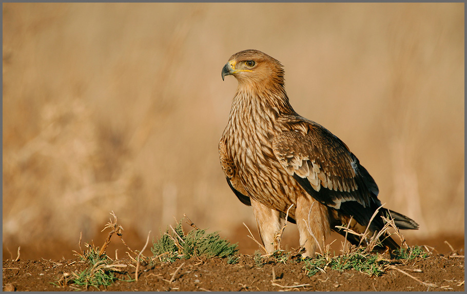 Aquila heliaca