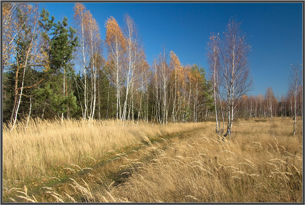 проселок