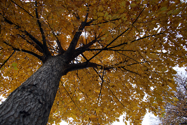 yellowtree