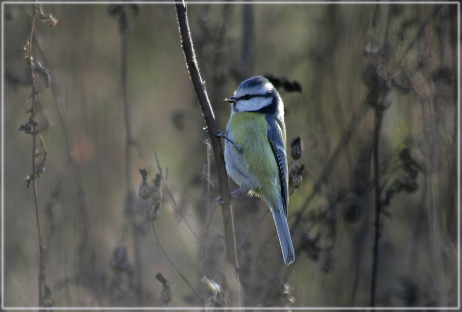 Parus caeruleus в контражуре