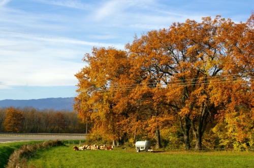 Золотая Осень