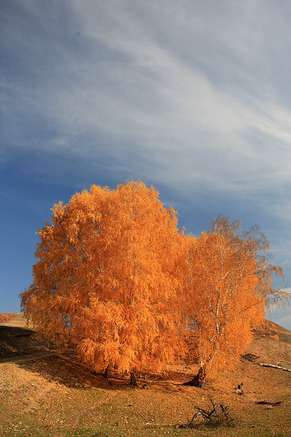 Осень-2008 №12