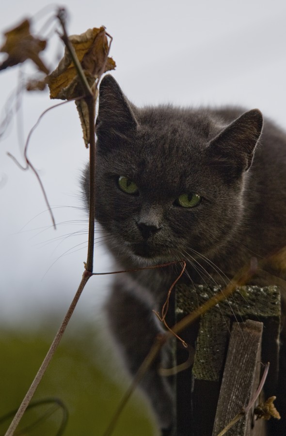 Осенний Кот.