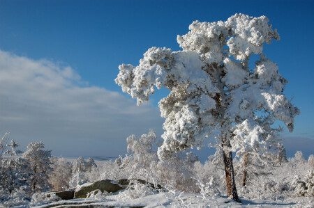 На севере диком...