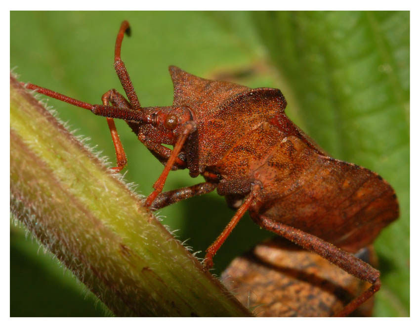 Краевик обыкновенный {Coreus marginatus}