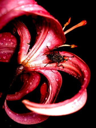 Утренняя лилия 