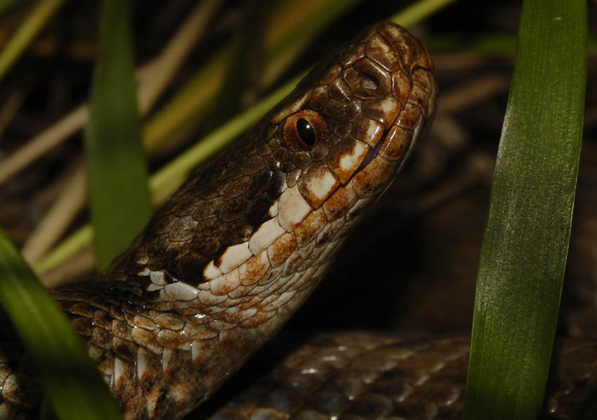 Гадюка обыкновенная (Vipera berus) крупным планом