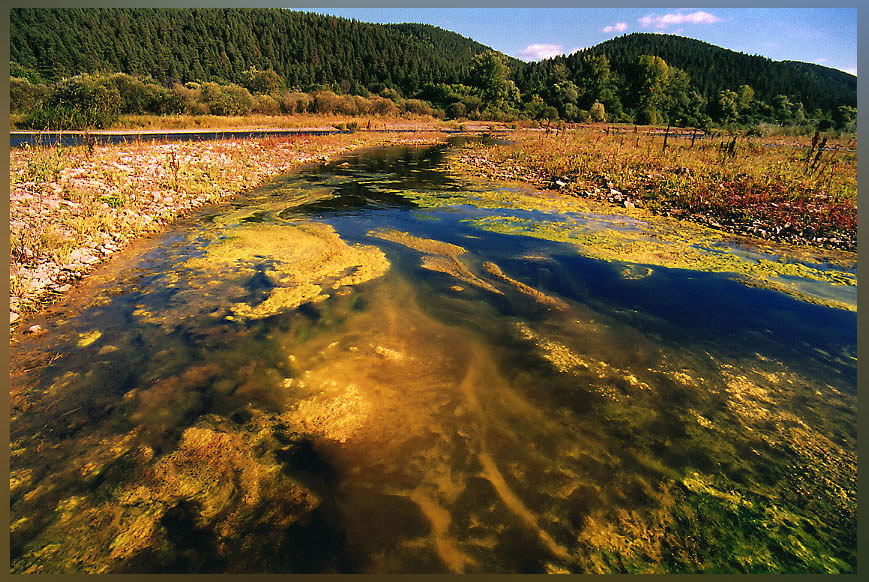 о красоте низших водорослей...