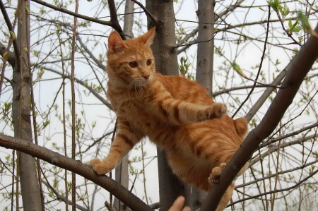 Домашний РЫСЬ 1