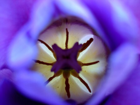 Жизнь тюльпана