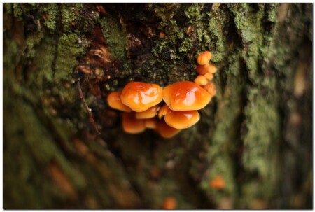 Брызги осени