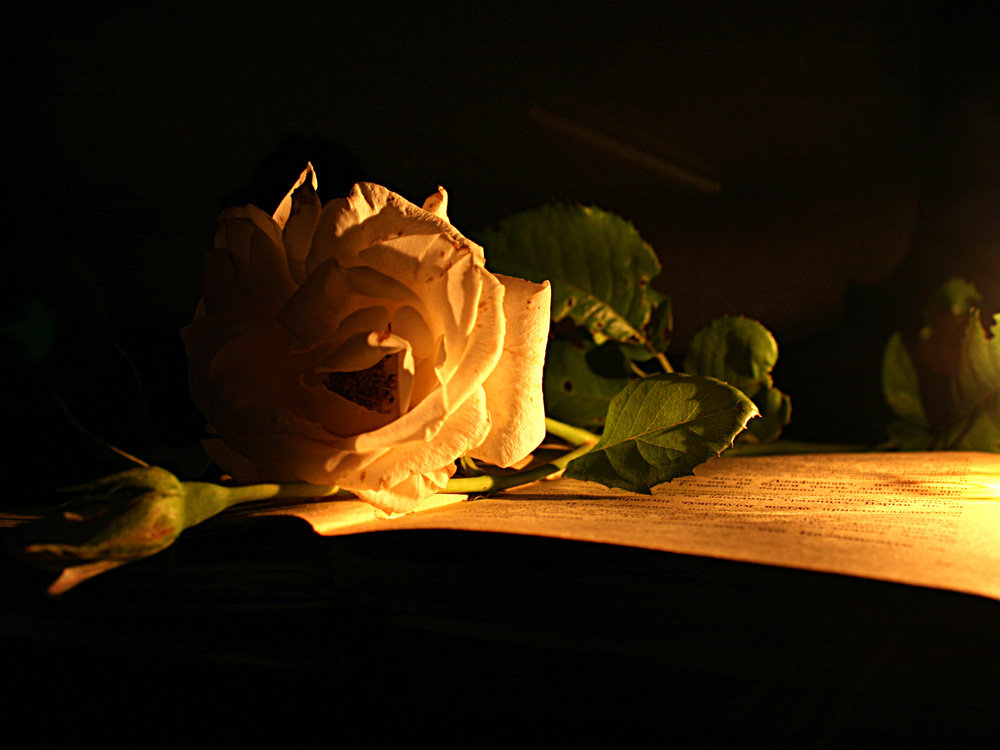 night rose