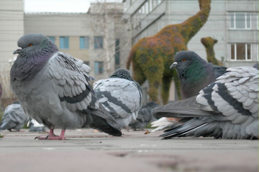 Осень в Красноярске(не пугайтесь жирафов)