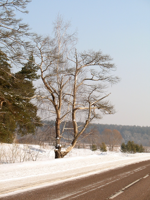 Лесной дозор.