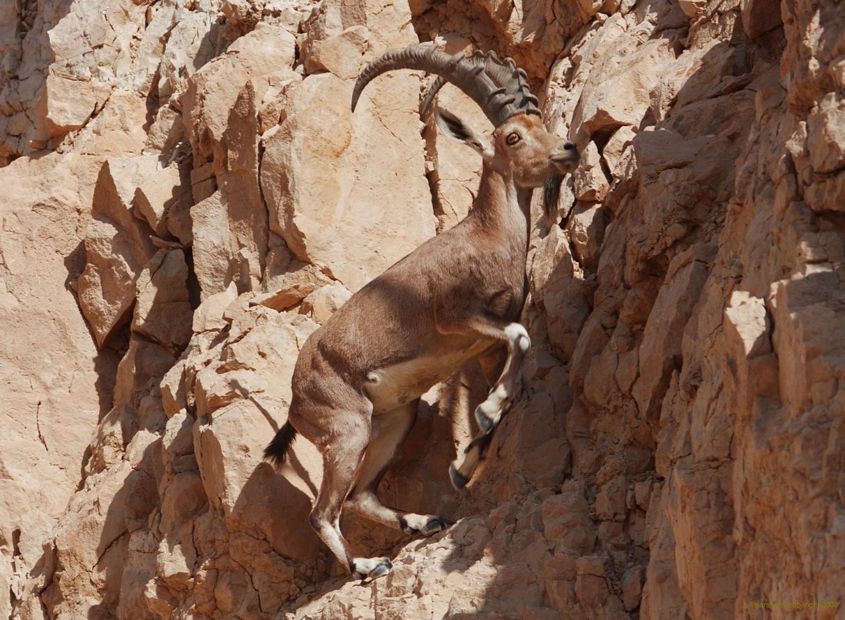 NUBUAN IBEX В дополнение к предыдущей.