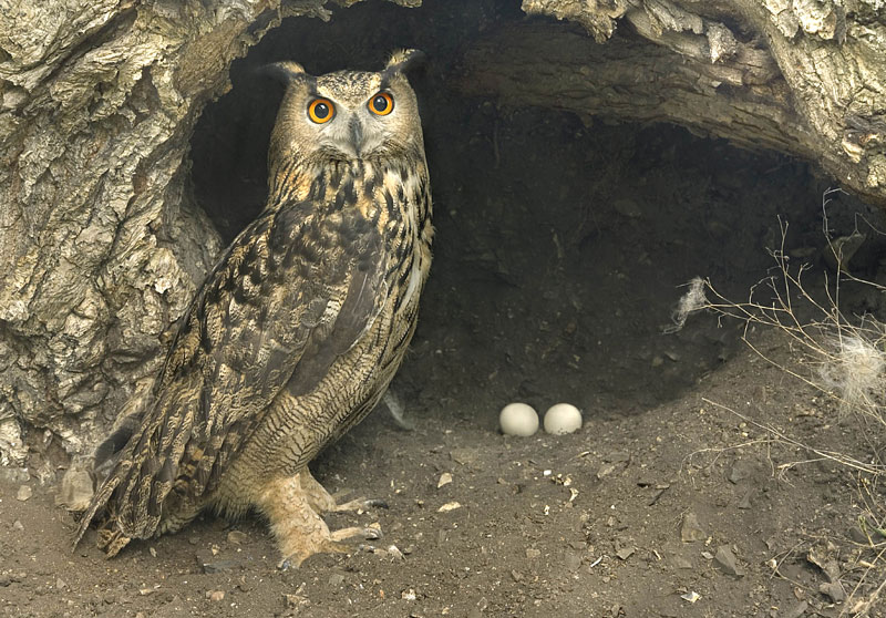 ФИЛИН (EAGLE OWL)