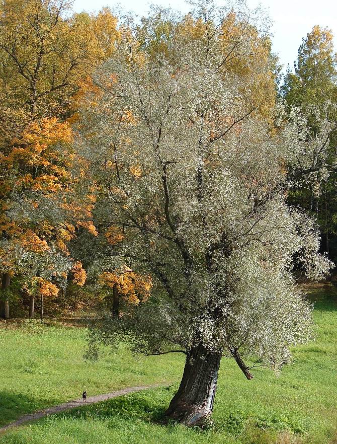 Белое дерево и маленькая собака