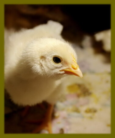 Любопытный цыплёнок