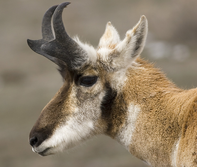 Pronghorn Antelope 