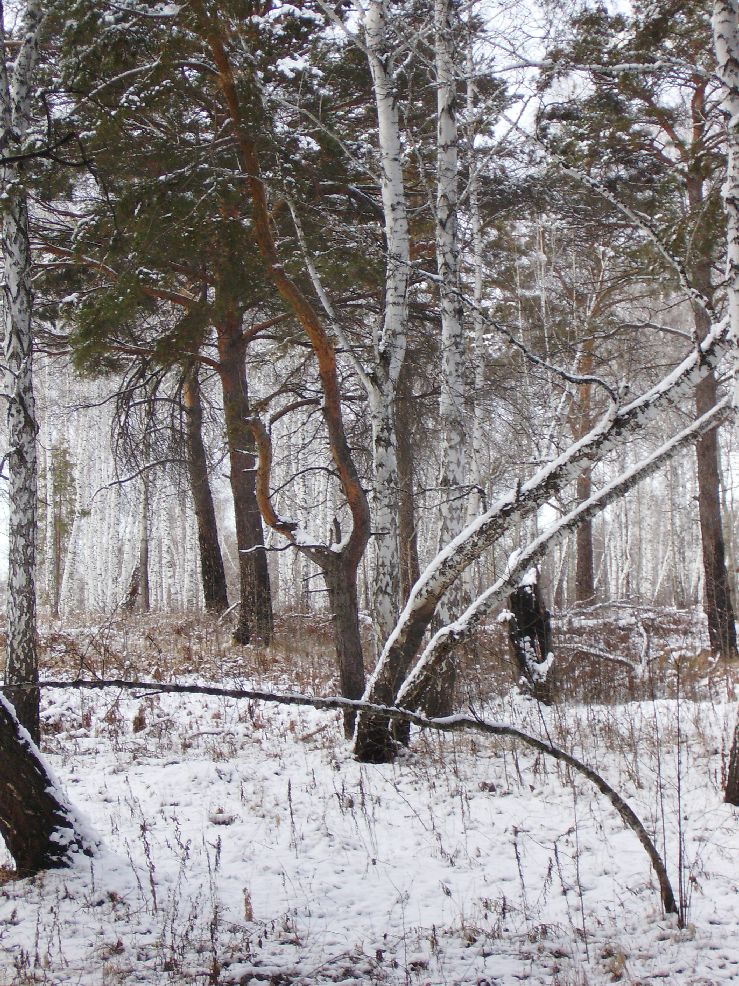 Зимнее танго