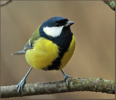Parus одинокий в преддверии зимы