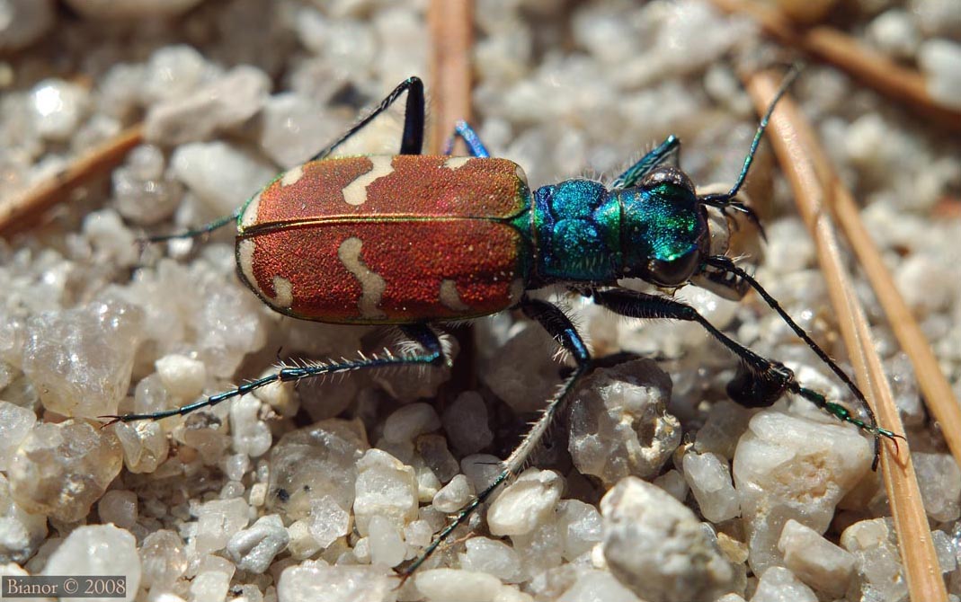 Cicindella nitida