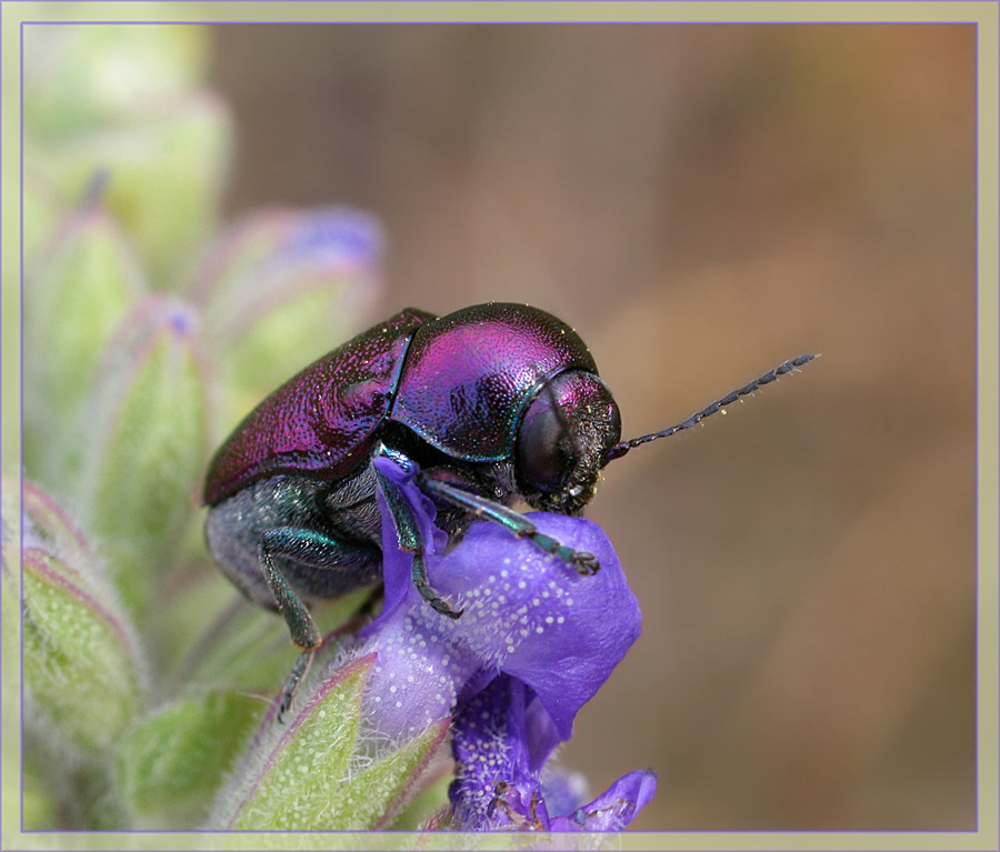 Cryptocephalus sericeus