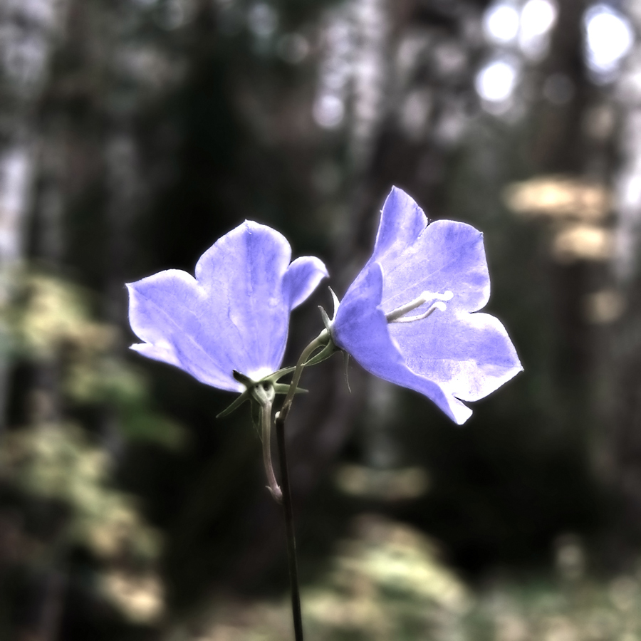 Blue flower