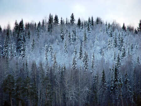Замерзший лес