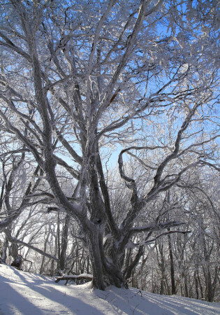 Спящий великан