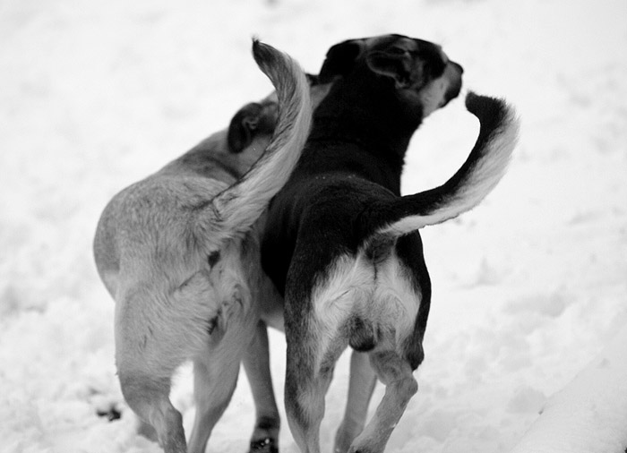 Dance of tails on snow