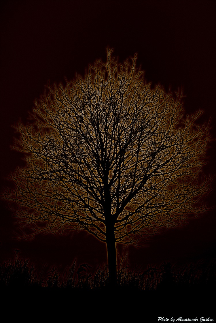 Fire Tree