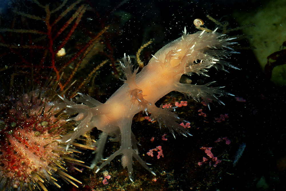 Dendronotus dalli