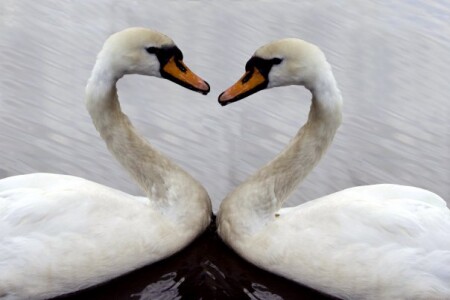 Лебединное сердце