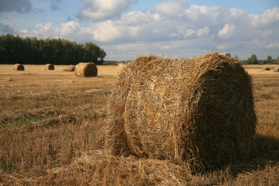 Лето - Осень