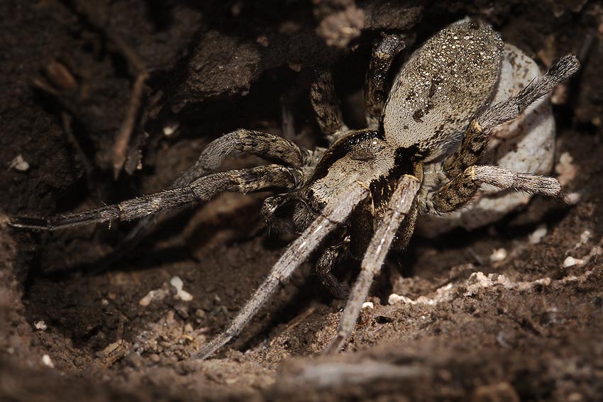  Паук-волк (Lycosidae) - самка с коконом...