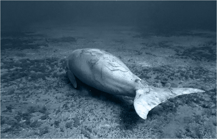 dugong