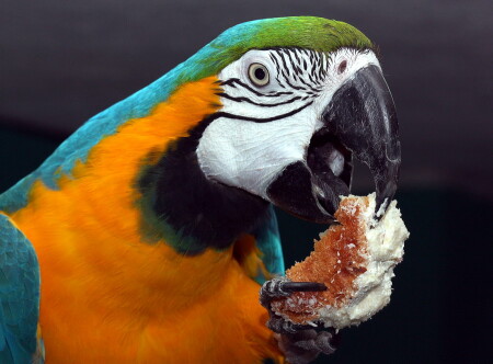 Ара. Портрет