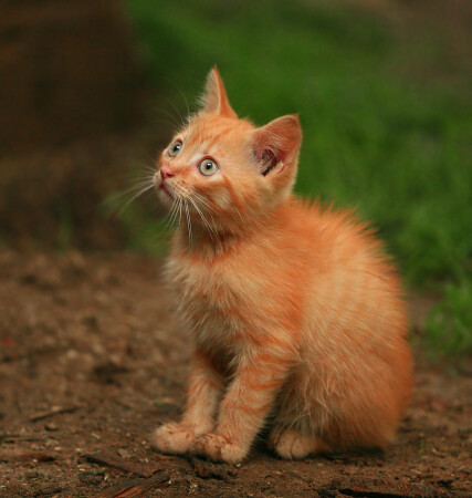 Котенок по имени&amp;quot;Гав&amp;quot;