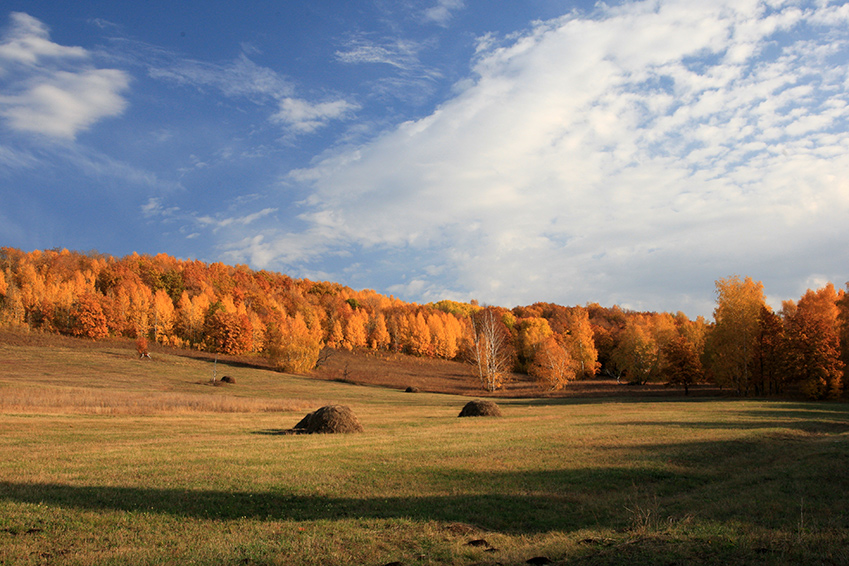 Осень 2008 №15